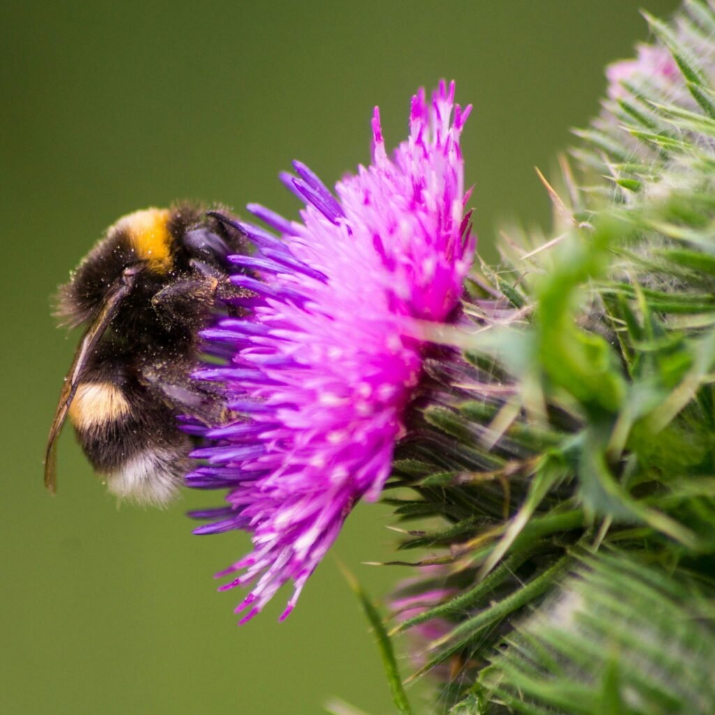 Vibrant close-up of a bumblebee pollinating a purple thistle flower outdoors.